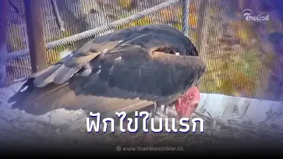 พญาแร้งกับลูกน้อย ฟักไข่ใบแรกกลางป่าห้วยขาแข้ง พญาแร้งกับลูกน้อย ฟักไข่ใบแรกกลางป่าห้วยขาแข้ง