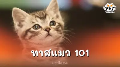 ""ทาสแมว"" 101 คู่มือทาสแมวฉบับมือใหม่