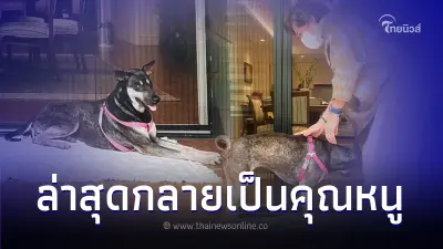 น้องหมาโดนเจ้าอาวาสตีตาบอด ชีวิตใหม่เป็น "คุณหนู" อยู่บ้านทายาทห้างทองดัง น้องหมาโดนเจ้าอาวาสตีตาบอด ชีวิตใหม่เป็น "คุณหนู" อยู่บ้านทายาทห้างทองดัง