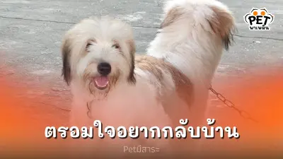 เจ้าตูบหลง ตามหาเจ้าของไม่ยอมทาน ข้าว-น้ำ 2 วันแล้ว