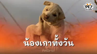 สุนัขคันทั้งวัน เกาทั้งวัน น้องเป็นอะไร สุนัขคันทั้งวัน เกาทั้งวัน น้องเป็นอะไร