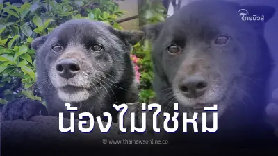 สาวโดน จนท.เยี่ยมบ้าน ปมเข้าใจผิดแอบเลี้ยง "หมี" พีคหนัก หลังรู้น้องคืออะไร สาวโดน จนท.เยี่ยมบ้าน ปมเข้าใจผิดแอบเลี้ยง "หมี" พีคหนัก หลังรู้น้องคืออะไร