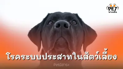 ทาสต้องรู้ สัตว์เลี้ยงก็เป็นโรคประสาทได้นะ
