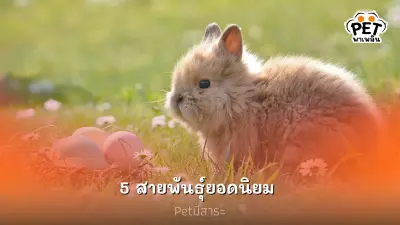 เผย 5 สายพันธุ์กระต่ายยอดนิยมเลี้ยงในไทย