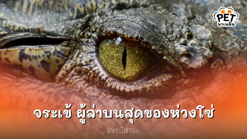 "จระเข้" ผู้ล่าสุดแข็งแกร่งบนห่วงโซ่ "จระเข้" ผู้ล่าสุดแข็งแกร่งบนห่วงโซ่