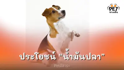 ประโยชน์ “น้ำมันปลา”9 ประโยชน์ “น้ำมันปลา” ต่อน้องหมา