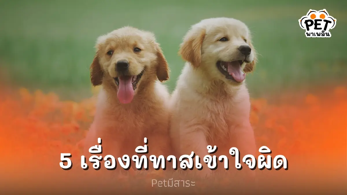 5 เรื่องที่ทาสเข้าใจผิดเกี่ยวกับสุนัข