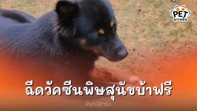 สำนักอนามัย ชวนฉีดวัคซีนป้องกันโรคพิษสุนัขบ้าฟรี
