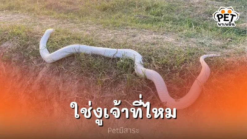 ฮือฮา เจอ”งูเผือก” ออกมาจากรูในจอมปลวก ฮือฮา เจอ”งูเผือก” ออกมาจากรูในจอมปลวก