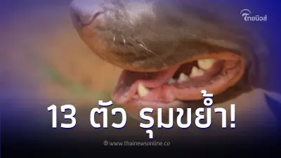เจ้าของ โดนพิตบูล 13 ตัว รุมขย้ำเสียชีวิต ตรวจพบสาเหตุบอกเลยว่าโชคร้ายสุดๆ
