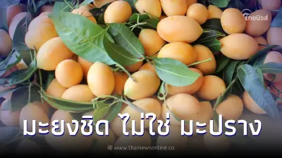 "มะปราง" vs "มะยงชิด" คนละอย่างกัน แฝดคนละฝา มันแตกต่างกันยังไง