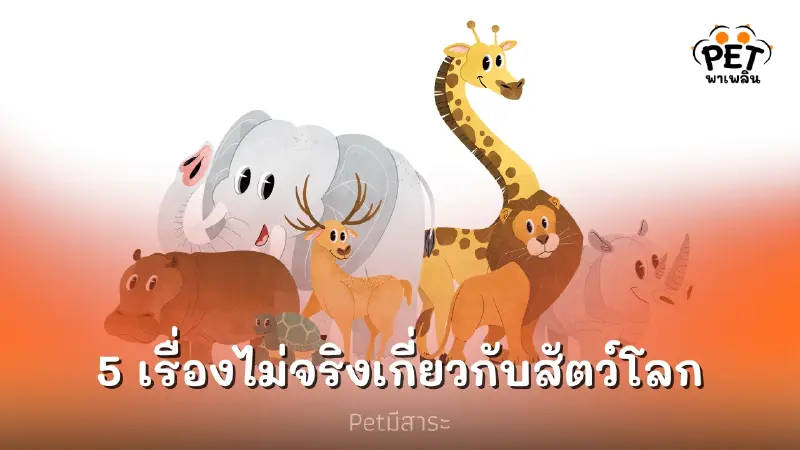 5 เรื่องที่มนุษย์เข้าใจผิดเกี่ยวกับสัตว์โลก 5 เรื่องที่มนุษย์เข้าใจผิดเกี่ยวกับสัตว์โลก