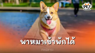 คนรักสัตว์เลิฟ 5 อันดับโรงแรมที่อนุญาตให้นำสัตว์เลี้ยงเข้าพักได้