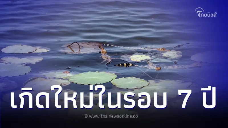 พบลูกจระเข้น้ำจืดบึงบอระเพ็ดเกิดใหม่ในรอบ 7 ปี พบลูกจระเข้น้ำจืดบึงบอระเพ็ดเกิดใหม่ในรอบ 7 ปี