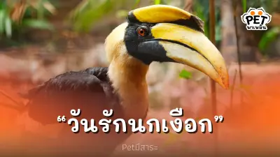 สวนสัตว์เปิดเขาเขียว จัดกิจกรรม “วันรักนกเงือก”