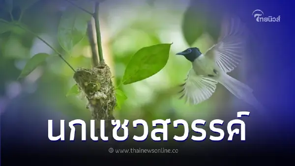 เปิดภาพ "นกแซวสวรรค์" นกขนาดเล็กในผืนป่าธรรมชาติ