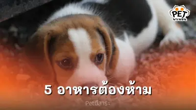 5 อาหารต้องห้ามกินของสุนัขที่ทาสควรรู้