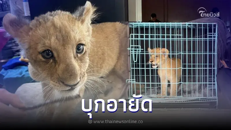 จนท.ชุดเหยี่ยวดง บุกคาเฟ่กลางกรุง อายัด "ลูกสิงโต" ไมโครชิพไม่ตรงตามแจ้ง จนท.ชุดเหยี่ยวดง บุกคาเฟ่กลางกรุง อายัด "ลูกสิงโต" ไมโครชิพไม่ตรงตามแจ้ง