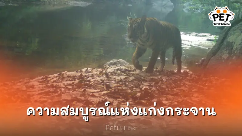 สัตว์แห่อวดโฉม โชว์ความอุดมสมบูรณ์ของอุทยานแห่งชาติแก่งกระจาน สัตว์แห่อวดโฉม โชว์ความอุดมสมบูรณ์ของอุทยานแห่งชาติแก่งกระจาน