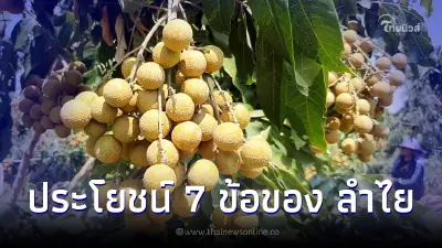 มันดีกว่าที่คิด "ลำไย" กับ 7 ประโยชน์ดีต่อใจ ผลไม้ไทยที่ใครๆ ก็รัก มันดีกว่าที่คิด "ลำไย" กับ 7 ประโยชน์ดีต่อใจ ผลไม้ไทยที่ใครๆ ก็รัก