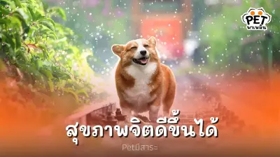 งานวิจัยเผย”สัตว์เลี้ยง”ช่วยให้เจ้าของมีสุขภาพจิตดีขึ้นได้ งานวิจัยเผย”สัตว์เลี้ยง”ช่วยให้เจ้าของมีสุขภาพจิตดีขึ้นได้