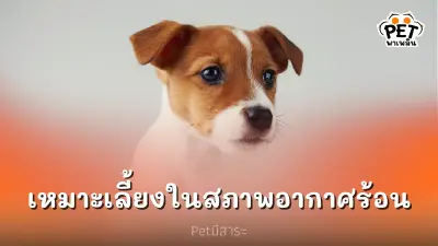 สายพันธุ์สุนัขเหมาะเลี้ยงในสภาพอากาศร้อน