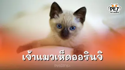แมววิเชียรมาศ เจ้าแมวเห็ดออรินจิ สุดน่ารักของไทย แมววิเชียรมาศ เจ้าแมวเห็ดออรินจิ สุดน่ารักของไทย