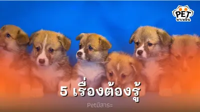 5 เรื่องต้องรู้สำหรับผู้ประกอบการเกี่ยวกับสัตว์เลี้ยง