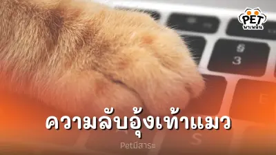 อุ้งเท้าแมว อวัยวะที่มีความลับซ่อนอยู่มากมาย อุ้งเท้าแมว อวัยวะที่มีความลับซ่อนอยู่มากมาย
