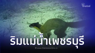 อุทยานฯ แก่งกระจานเผยภาพสัตว์ป่าอวดโฉมริมแม่น้ำเพชรบุรี อุทยานฯ แก่งกระจานเผยภาพสัตว์ป่าอวดโฉมริมแม่น้ำเพชรบุรี