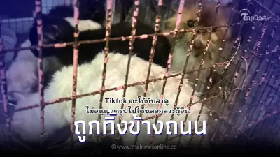 สุดเวทนาแมว 7 ตัว ถูกทิ้งข้างถนน หมารุมกัดดับแล้ว 1 ตัว ขอโอกาสมีชีวิตใหม่