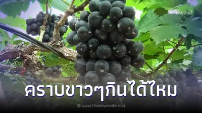 ชัดเจน คราบสีขาวบนองุ่นกินได้ไหม มีอันตรายหรือไม่