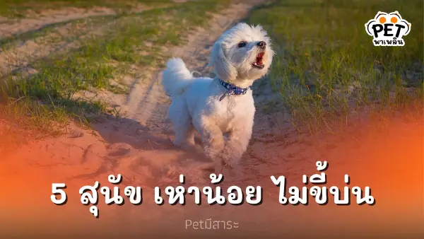 5 สายพันธุ์สุนัข พูดน้อยเห่าน้อย ไม่ขี้บ่น