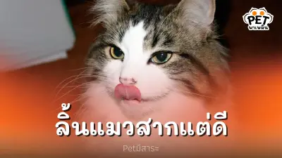 ลิ้นแมวที่หยาบเหมือนกระดาษทราย แต่ซ่อนไว้ด้วยข้อดี ลิ้นแมวที่หยาบเหมือนกระดาษทราย แต่ซ่อนไว้ด้วยข้อดี