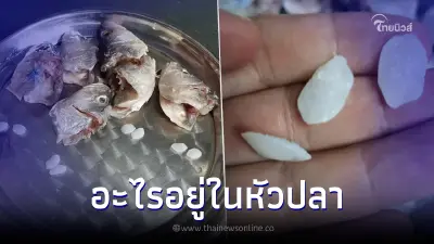สาวสยอง ก้อนขาวๆหลุดจากหัวปลา ผู้รู้มาตอบ เหมือนได้เปิดโลก