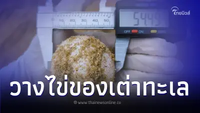 "แม่เต่ามะเฟือง" วางไข่บริเวณ​หาดไม้ขาว จ.ภูเก็ต