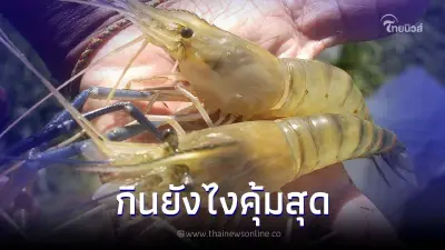 ฟาร์มกุ้งบอกเอง กินกุ้งตัวผู้หรือกุ้งตัวเมียคุ้มสุด กับ 5 เรื่องต้องรู้