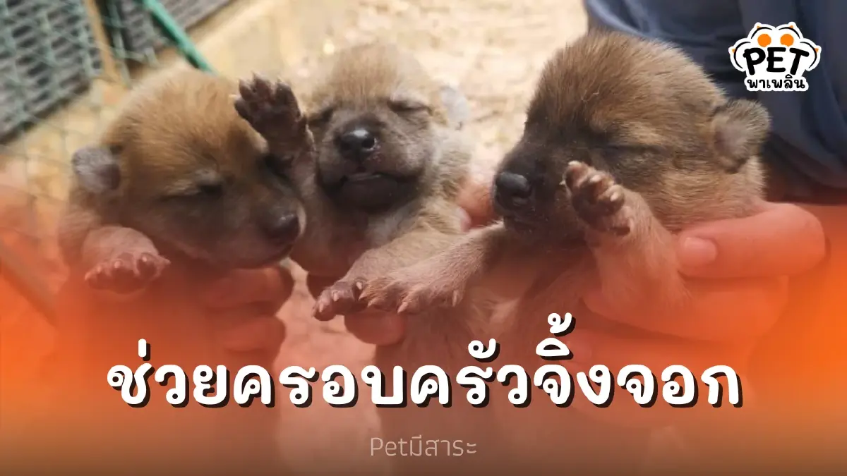 จนท.ช่วย ครอบครัวสุนัขจิ้งจอก รอดจากบ่วงกับดัก จนท.ช่วย ครอบครัวสุนัขจิ้งจอก รอดจากบ่วงกับดัก