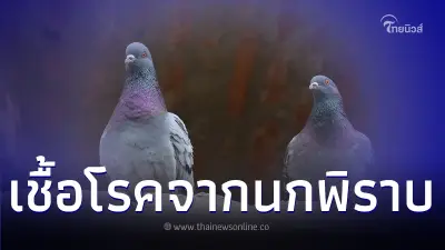 5 โรคจากนกพิราบที่ควรระวัง เพื่อความปลอดภัยต่อสมอง