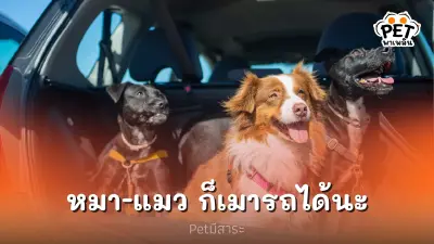 ไม่ใช่แค่นุด หมา-แมว ก็มีอาการเมารถได้นะ