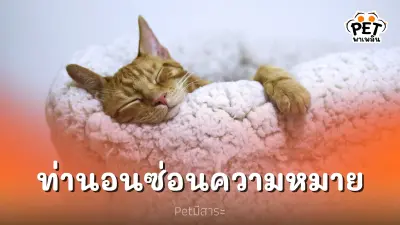 ท่านอนของน้องแมว ซ่อนความหมายว่าอย่างไร ท่านอนของน้องแมว ซ่อนความหมายว่าอย่างไร