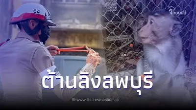 ตำรวจ ลุยใช้หนังสติ๊กง้างขู่ลิงลพบุรี ต้านลิงเกเร จับได้แล้ว 23 ตัว