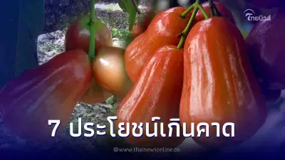 ดีเกินคาด 7 ประโยชน์ของชมพู่ ผลไม้แสนชื่นใจ มีดีกว่าที่คิด
