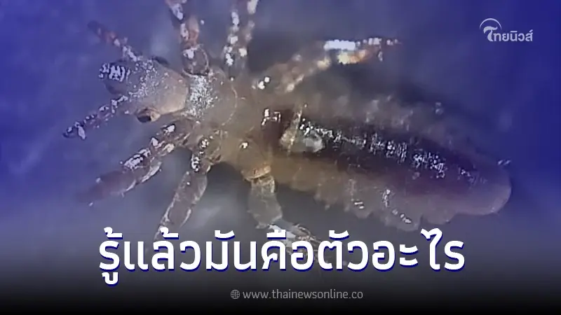 สาวเจอแมลงปลิวมาที่โต๊ะ ลองใช้กล้องซูมดู สงสัยหนักคือตัวอะไร สาวเจอแมลงปลิวมาที่โต๊ะ ลองใช้กล้องซูมดู สงสัยหนักคือตัวอะไร