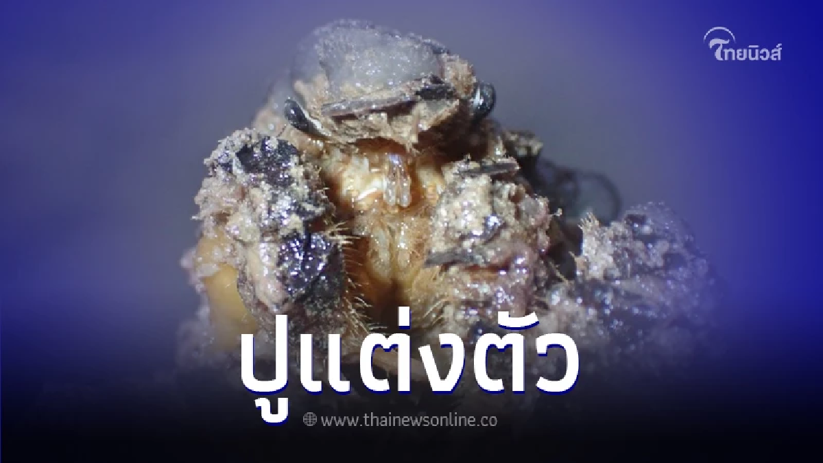 ทำความรู้จัก "ปูแต่งตัว" ชอบพรางตัวให้ศัตรูสับสน ทำความรู้จัก "ปูแต่งตัว" ชอบพรางตัวให้ศัตรูสับสน