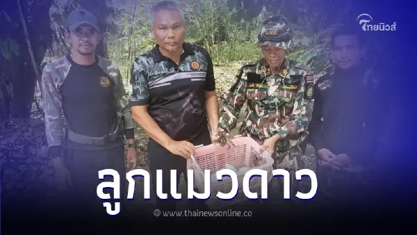 เจ้าหน้าที่อุทยานแห่งชาติบางลางช่วยลูกแมวดาวจำนวน 4 ตัว
