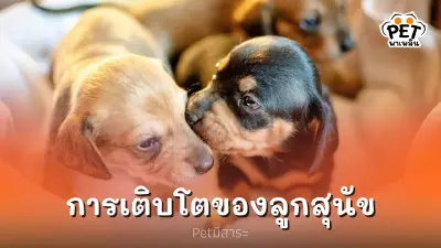 การเติบโตของลูกสุนัขแต่ละช่วง มีการพัฒนาการที่สำคัญอย่างไร