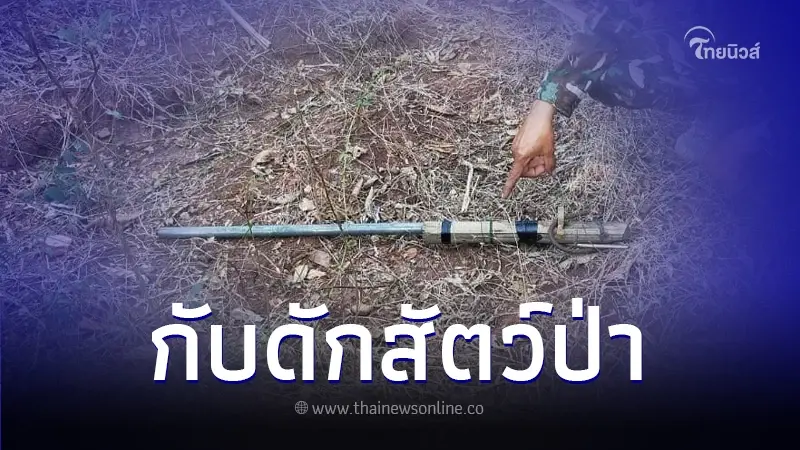 อันตรายเจ้าที่อุทยานแห่งชาติภูเวียงหวิดโดนจั่นห้าวหรือปืนผูก อันตรายเจ้าที่อุทยานแห่งชาติภูเวียงหวิดโดนจั่นห้าวหรือปืนผูก