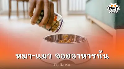 แมวกินอาหารหมา หมากินอาหารแมว ได้มั้ยนะ