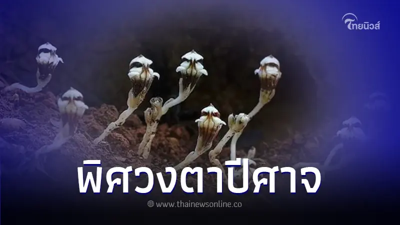 รู้จัก "พิศวงตาปีศาจ" พืชกินซากขนาดเล็ก
